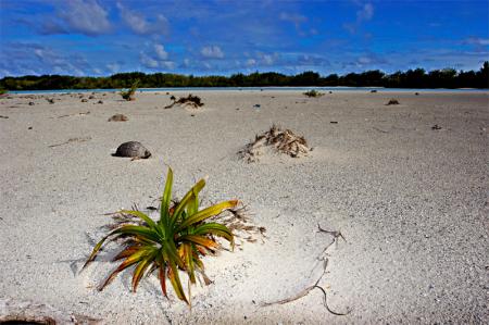 Desert island